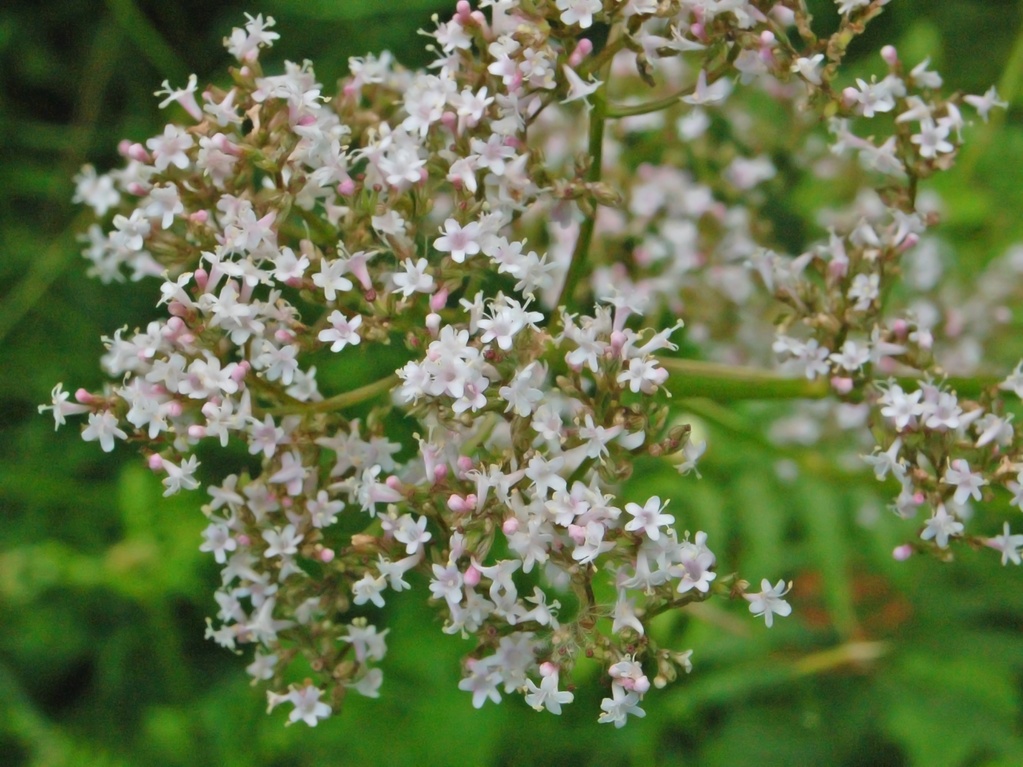 Valeriana officinalis